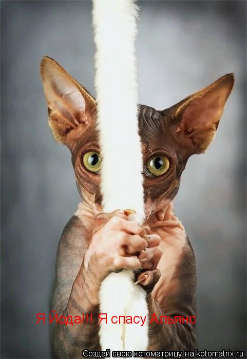 Я Йода!!! Я спасу Альянс... Котоматрица: Я Йода!!! Я спасу Альянс