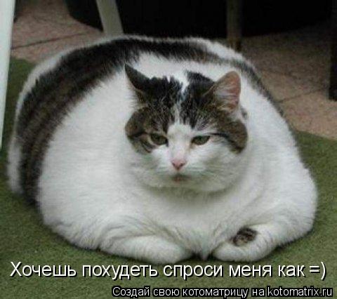 Хочешь похудеть спроси меня как =)... Котоматрица: Хочешь похудеть спроси меня как =)