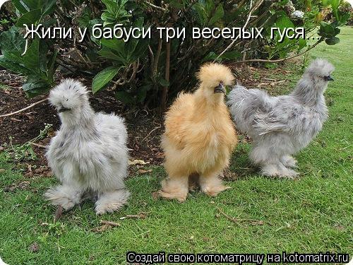 Жили у бабуси три веселых гуся...... Котоматрица: Жили у бабуси три веселых гуся...