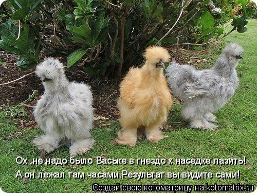 Ох ,не надо было Ваське в гнездо к наседке лазить! А он лежал там часами.Результат вы видите сами!... Котоматрица: Ох ,не надо было Ваське в гнездо к наседке лазить! А он лежал там часами.Результат вы видите сами!