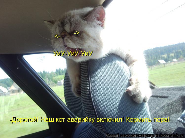 <- -> УиУ-УиУ-УиУ -Дорогой! Наш кот аварийку включил! Кормить пора!... Котоматрица: <- -> УиУ-УиУ-УиУ -Дорогой! Наш кот аварийку включил! Кормить пора!