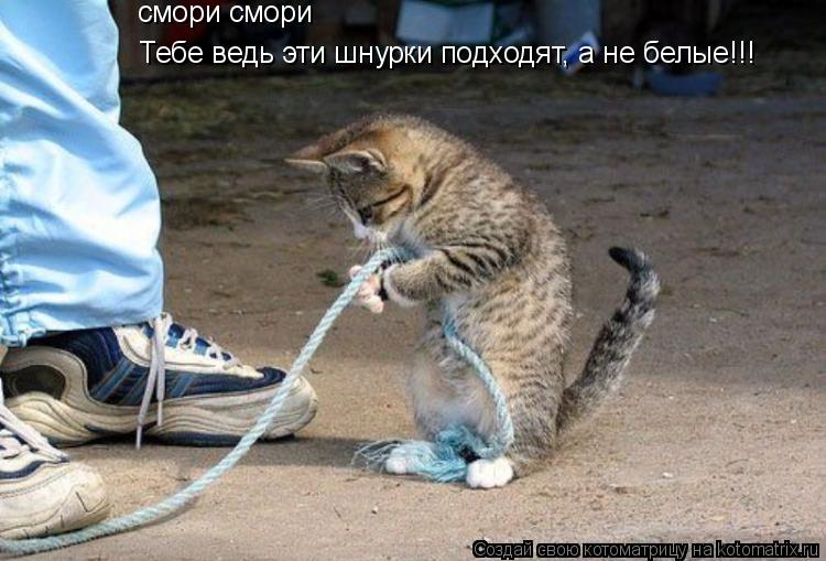 смори смори Тебе ведь эти шнурки подходят, а не белые!!!... Котоматрица: смори смори Тебе ведь эти шнурки подходят, а не белые!!!