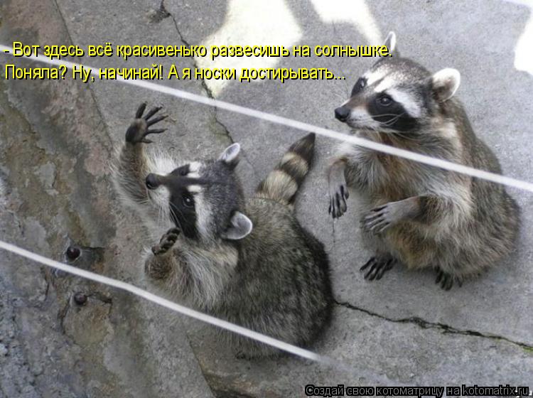 - Вот здесь всё красивенько развесишь на солнышке. Поняла? Ну, начинай! А я носки достирывать...... Котоматрица: - Вот здесь всё красивенько развесишь на солнышке. Поняла? Ну, начинай! А я носки достирывать...
