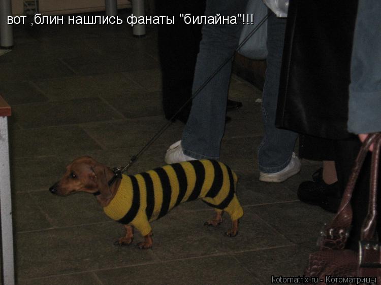 вот ,блин нашлись фанаты "билайна"!!!... Котоматрица: вот ,блин нашлись фанаты "билайна"!!!