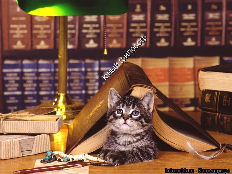 юный философ... Котоматрица: юный философ
