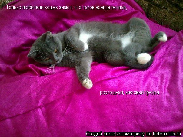 Только любители кошек знают, что такое всегда теплая, роскошная, меховая грелка....... Котоматрица: Только любители кошек знают, что такое всегда теплая, роскошная, меховая грелка....