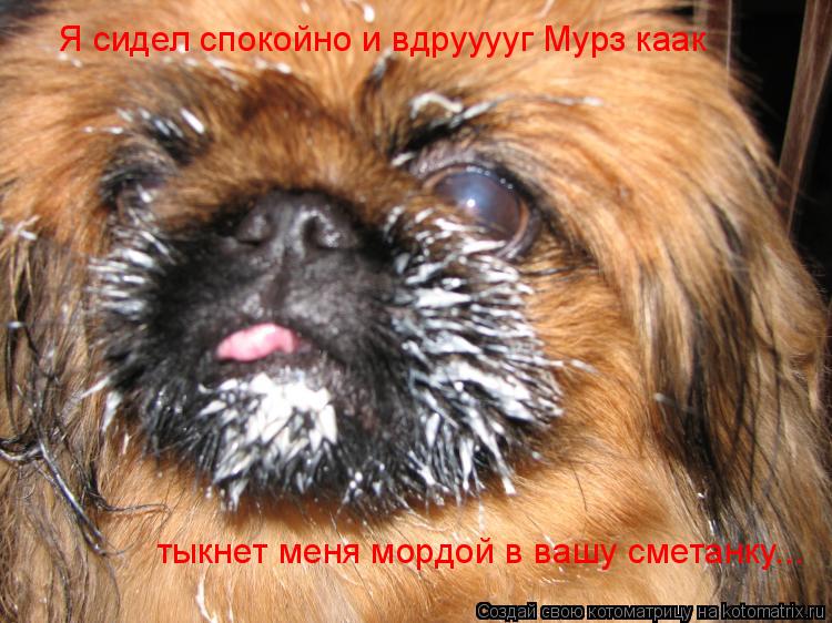 Я сидел спокойно и вдрууууг Мурз каак тыкнет меня мордой в вашу сметанку...... Котоматрица: Я сидел спокойно и вдрууууг Мурз каак тыкнет меня мордой в вашу сметанку...