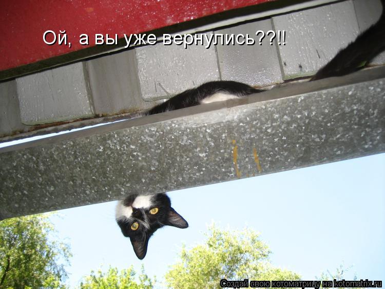 Ой, а вы уже вернулись??!!... Котоматрица: Ой, а вы уже вернулись??!!
