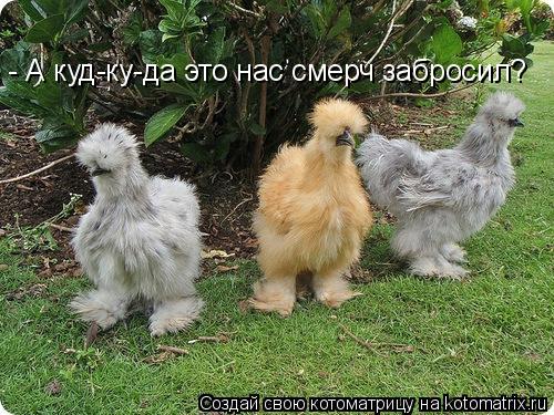 - А куд-ку-да это нас смерч забросил?... Котоматрица: - А куд-ку-да это нас смерч забросил?