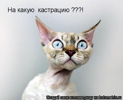 На какую кастрацию ???!... Котоматрица: На какую кастрацию ???!