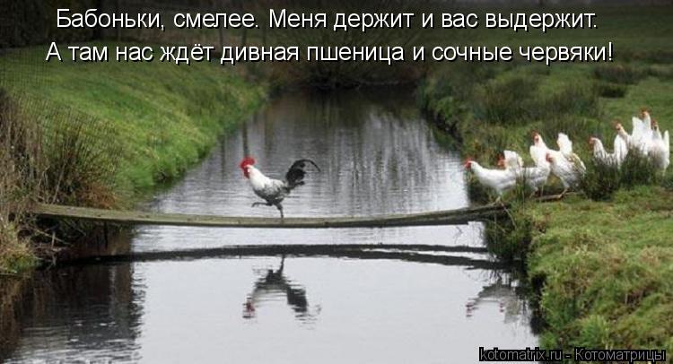 Бабоньки, смелее. Меня держит и вас выдержит. А там нас ждёт дивная пшеница и сочные червяки!... Котоматрица: Бабоньки, смелее. Меня держит и вас выдержит. А там нас ждёт дивная пшеница и сочные червяки!