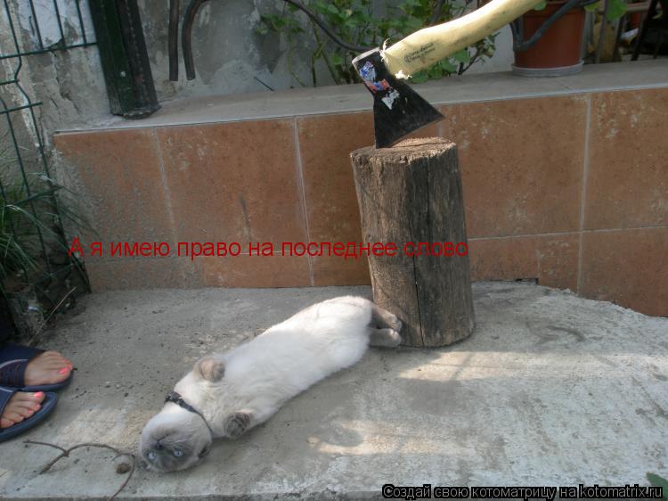 А я имею право на последнее слово... Котоматрица: А я имею право на последнее слово