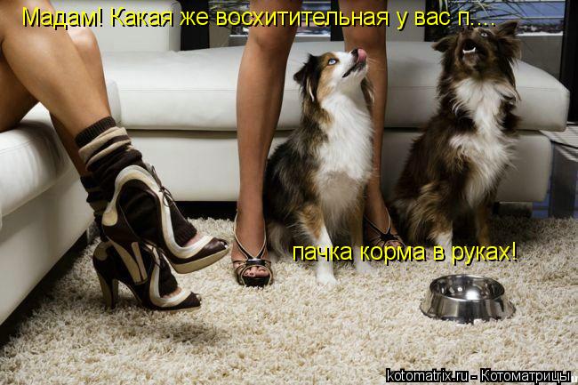 Мадам! Какая же восхитительная у вас п.... пачка корма в руках!... Котоматрица: Мадам! Какая же восхитительная у вас п.... пачка корма в руках!
