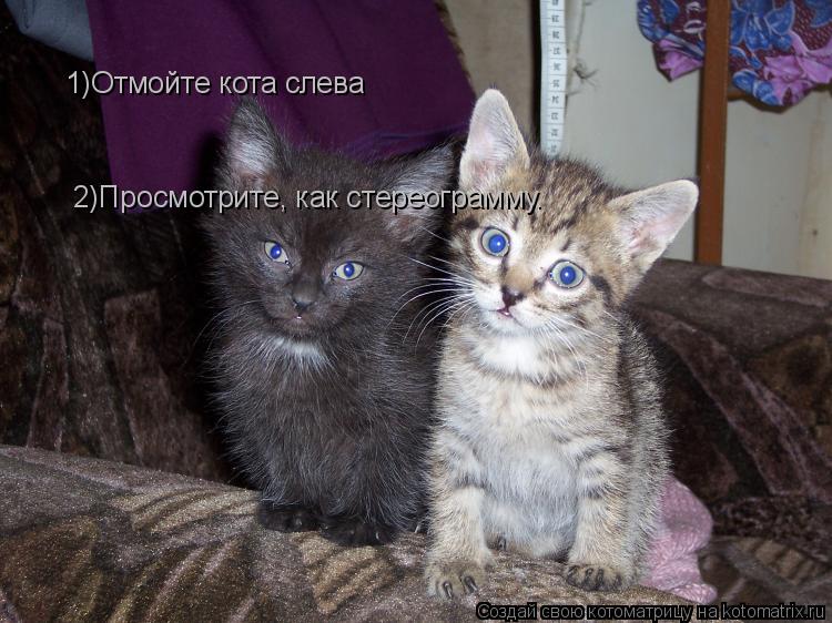 1)Отмойте кота слева 2)Просмотрите, как стереограмму.... Котоматрица: 1)Отмойте кота слева 2)Просмотрите, как стереограмму.