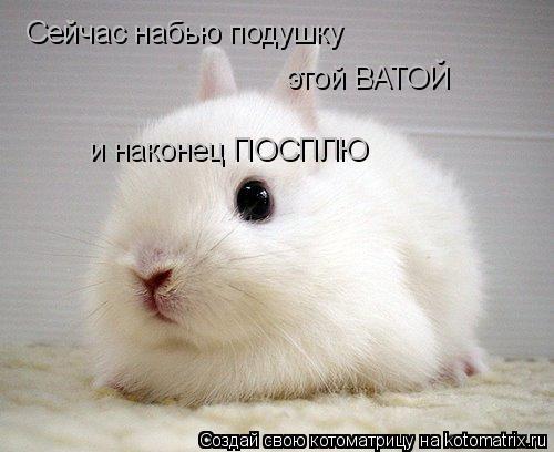Сейчас набью подушку этой ВАТОЙ и наконец ПОСПЛЮ... Котоматрица: Сейчас набью подушку этой ВАТОЙ и наконец ПОСПЛЮ