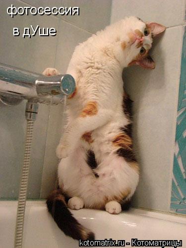 фотосессия в дУше... Котоматрица: фотосессия в дУше