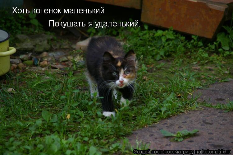 Хоть котенок маленький Покушать я удаленький.... Котоматрица: Хоть котенок маленький Покушать я удаленький.