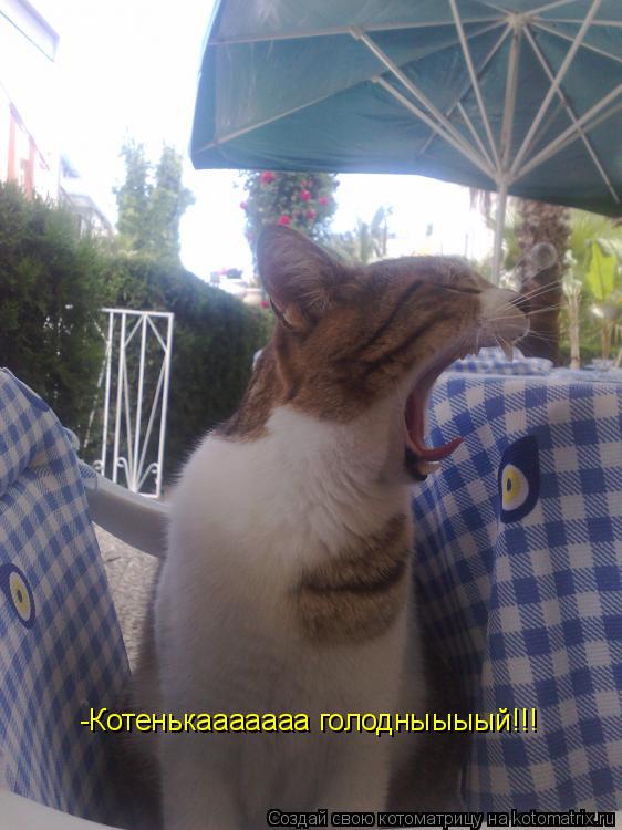 -Котенькааааааа голодныыыый!!!... Котоматрица: -Котенькааааааа голодныыыый!!!
