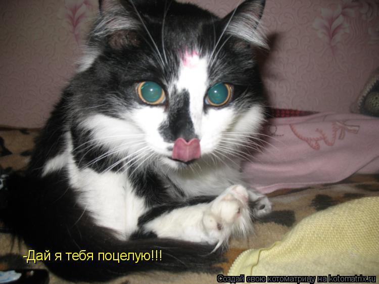 -Дай я тебя поцелую!!!... Котоматрица: -Дай я тебя поцелую!!!
