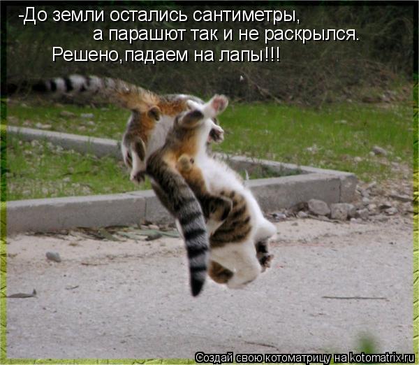 -До земли остались сантиметры, а парашют так и не раскрылся. Решено,падаем на лапы!!!... Котоматрица: -До земли остались сантиметры, а парашют так и не раскрылся. Решено,падаем на лапы!!!
