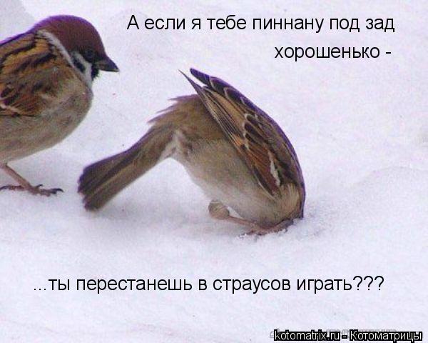А если я тебе пиннану под зад хорошенько - ...ты перестанешь в страусов играть???... Котоматрица: А если я тебе пиннану под зад хорошенько - ...ты перестанешь в страусов играть???