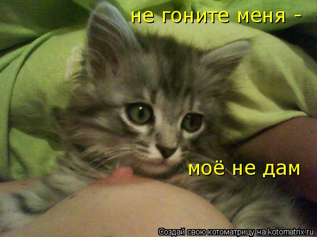 моё не дам не гоните меня -... Котоматрица: моё не дам не гоните меня -