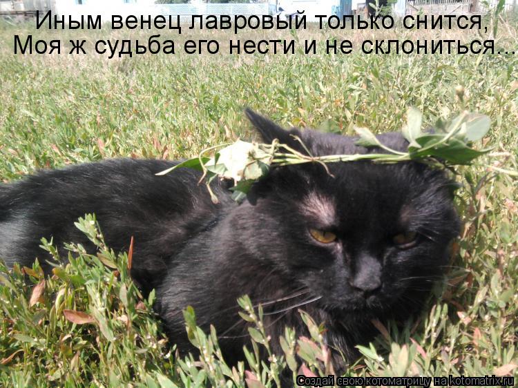 Иным венец лавровый только снится, Моя ж судьба его нести и не склониться...... Котоматрица: Иным венец лавровый только снится, Моя ж судьба его нести и не склониться...