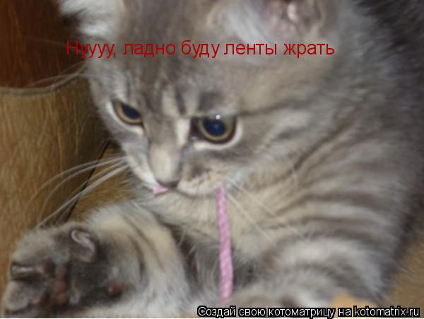 Нуууу, ладно буду ленты жрать... Котоматрица: Нуууу, ладно буду ленты жрать