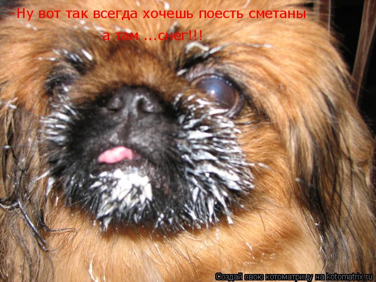-Ну вот так всегда хочешь поесть сметаны а там ...снег!!!... Котоматрица: -Ну вот так всегда хочешь поесть сметаны а там ...снег!!!
