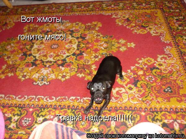 Вот жмоты гоните мясо! Травка надоела!!!!((... Котоматрица: Вот жмоты гоните мясо! Травка надоела!!!!((