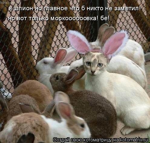 я шпион но главное что б никто не заметил! но вот только моркоооооовка! бе!... Котоматрица: я шпион но главное что б никто не заметил! но вот только моркоооооовка! бе!
