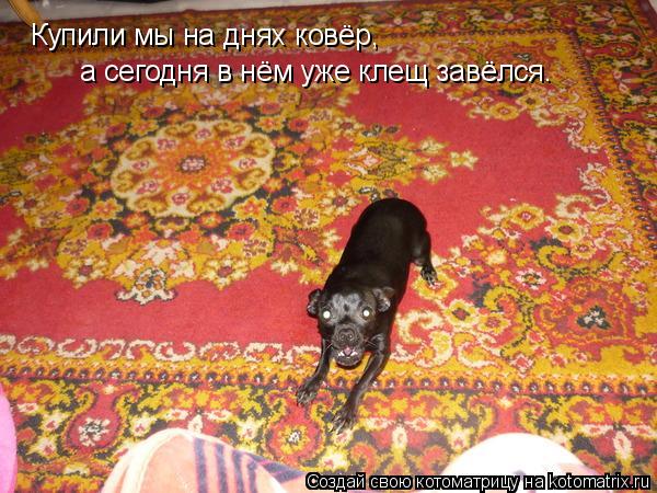 Купили мы на днях ковёр, а сегодня в нём уже клещ завёлся.... Котоматрица: Купили мы на днях ковёр, а сегодня в нём уже клещ завёлся.