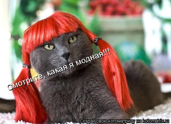 Смотрите, какая я модная!!!... Котоматрица: Смотрите, какая я модная!!!