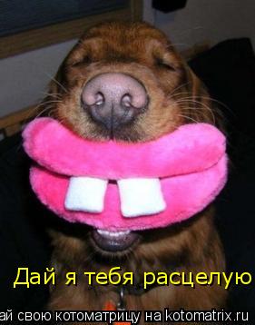 Дай я тебя расцелую... Котоматрица: Дай я тебя расцелую