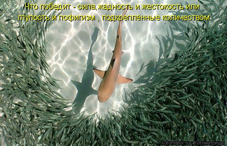 Котоматрица: Что победит - сила,жадность и жестокость или   глупость и пофигизм , подкреплённые количеством.