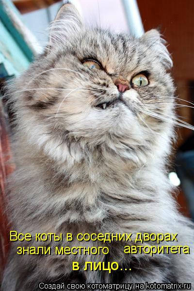 Все коты в соседних дворах авторитета в лицо... знали местного... Котоматрица: Все коты в соседних дворах авторитета в лицо... знали местного