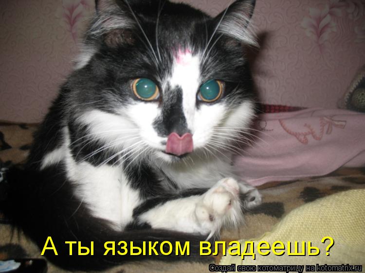 А ты языком владеешь?... Котоматрица: А ты языком владеешь?