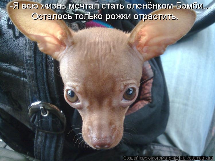 -Я всю жизнь мечтал стать оленёнком Бэмби... Осталось только рожки отрастить.... Котоматрица: -Я всю жизнь мечтал стать оленёнком Бэмби... Осталось только рожки отрастить.