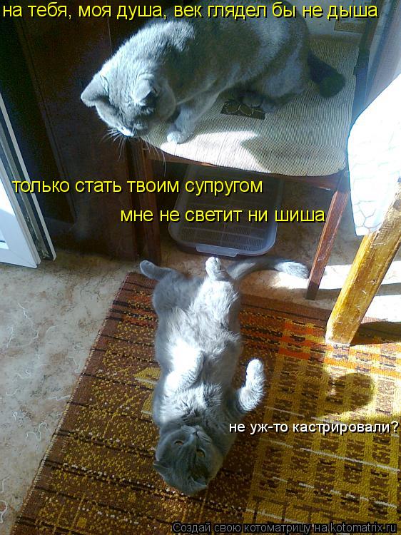 на тебя, моя душа, век глядел бы не дыша только стать твоим супругом мне не светит ни шиша не уж-то ... Котоматрица: на тебя, моя душа, век глядел бы не дыша только стать твоим супругом мне не светит ни шиша не уж-то кастрировали?