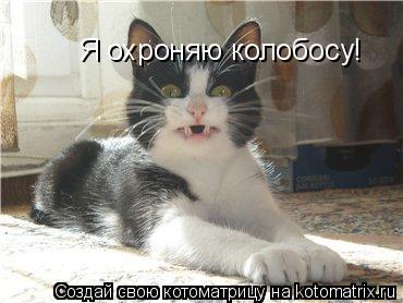 Я охроняю колобосу!... Котоматрица: Я охроняю колобосу!
