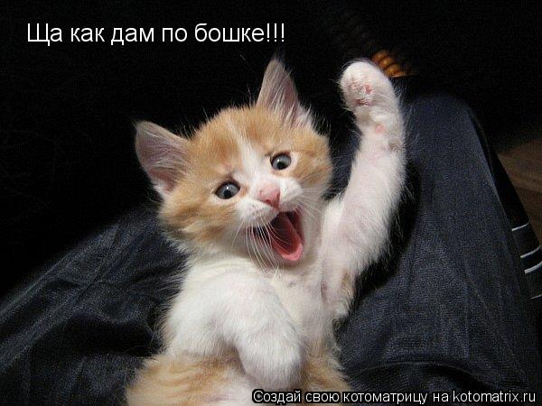 Ща как дам по бошке!!!... Котоматрица: Ща как дам по бошке!!!