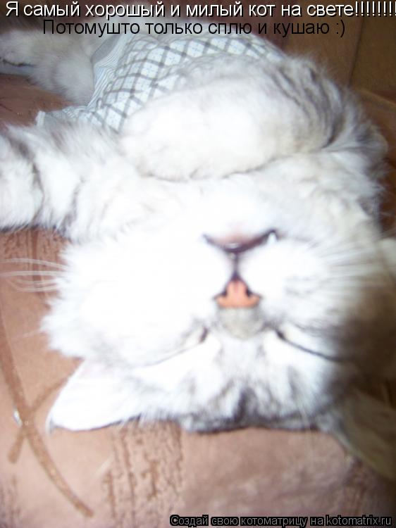 Я самый хорошый и милый кот на свете!!!!!!!!!!! Потомушто только сплю и кушаю :)... Котоматрица: Я самый хорошый и милый кот на свете!!!!!!!!!!! Потомушто только сплю и кушаю :)