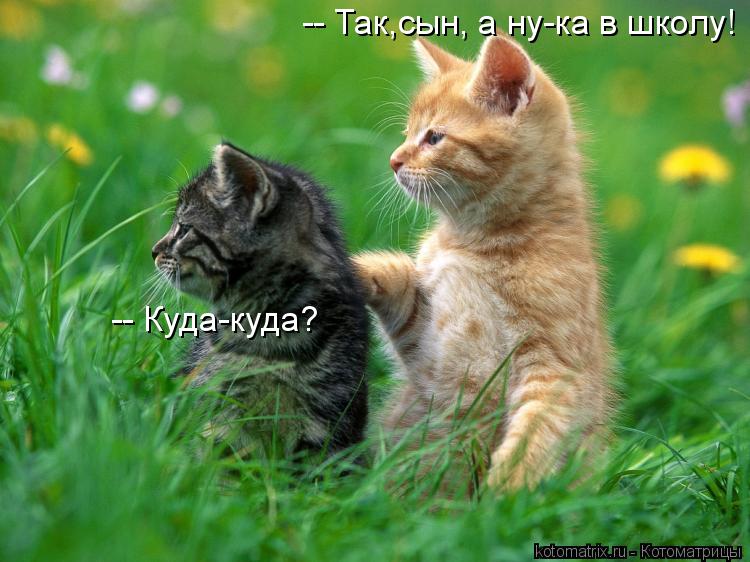 -- Так,сын, а ну-ка в школу! -- Куда-куда?... Котоматрица: -- Так,сын, а ну-ка в школу! -- Куда-куда?