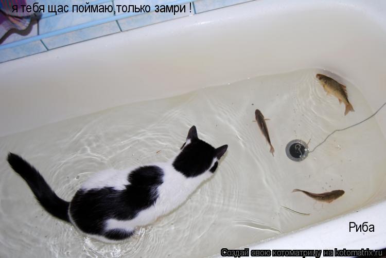 я тебя щас поймаю,только замри ! Риба... Котоматрица: я тебя щас поймаю,только замри ! Риба
