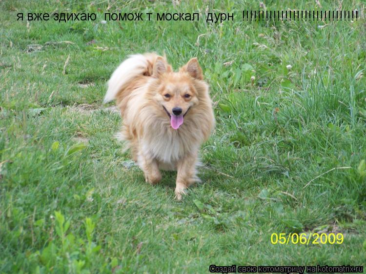 я вже здихаю поможіт москалі дурні !!!!!!!!!!!!!!!!!!!!!!!!!!!!!!... Котоматрица: я вже здихаю поможіт москалі дурні !!!!!!!!!!!!!!!!!!!!!!!!!!!!!!