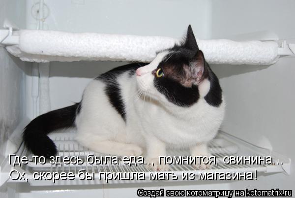 Где-то здесь была еда.., помнится, свинина... Ох, скорее бы пришла мать из магазина!... Котоматрица: Где-то здесь была еда.., помнится, свинина... Ох, скорее бы пришла мать из магазина!