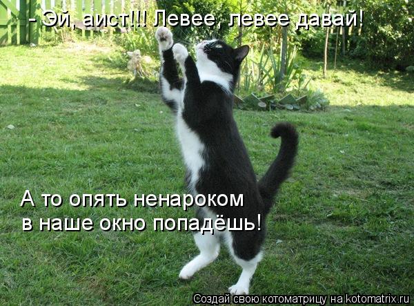 Котоматрица: - Эй, аист!!! Левее, левее давай! А то опять ненароком  в наше окно попадёшь!
