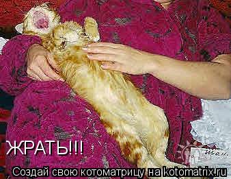 ЖРАТЬ!!!... Котоматрица: ЖРАТЬ!!!