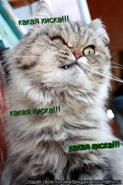 какая киска!!! какая киска!!! какая киска!!! какая киска!!! какая киска!!!... Котоматрица: какая киска!!! какая киска!!! какая киска!!! какая киска!!! какая киска!!!