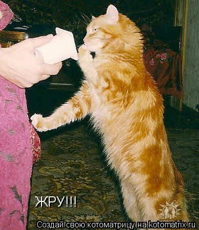 ЖРУ!!!... Котоматрица: ЖРУ!!!